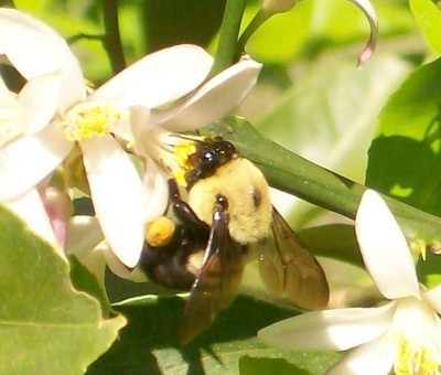 bee on lemon blossom