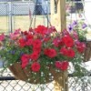 Hanging flower basket with red flowers.