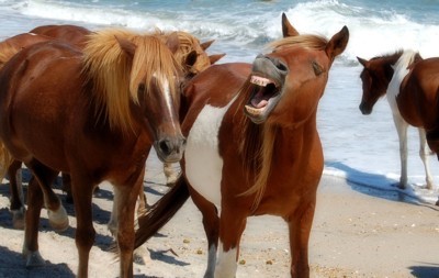 Ponies (Asseteague Island, MD)