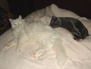 White cat lying down on bed next to dark colored cat.