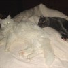 White cat lying down on bed next to dark colored cat.