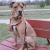 Large light brown dog with large head sitting on park bench.