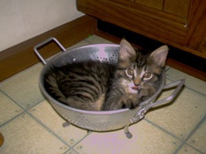 Kitten in colander.
