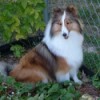 Holly (Shetland Sheepdog)