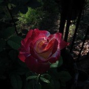 Double delight rose.