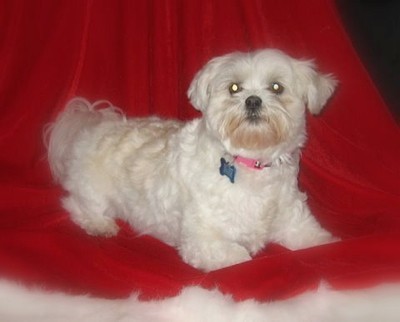 White dog against red background.