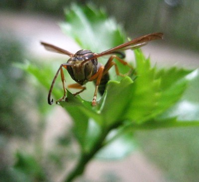 A wasp on a leaf.