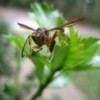 A wasp on a leaf.