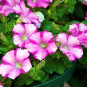 Choosing A Petunia Variety