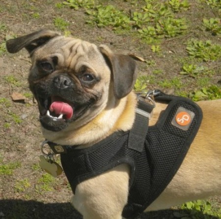 Pug wearing a harness