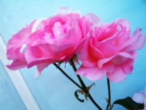 Two pink roses.