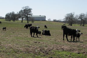 Cows (Navosta, TX)