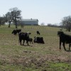 Cows (Navosta, TX)