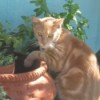 Cat and flower pot.
