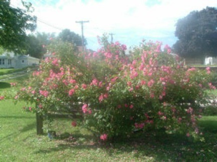 Climbing Rose