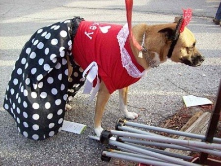 A dog dressed as Minnie Mouse.