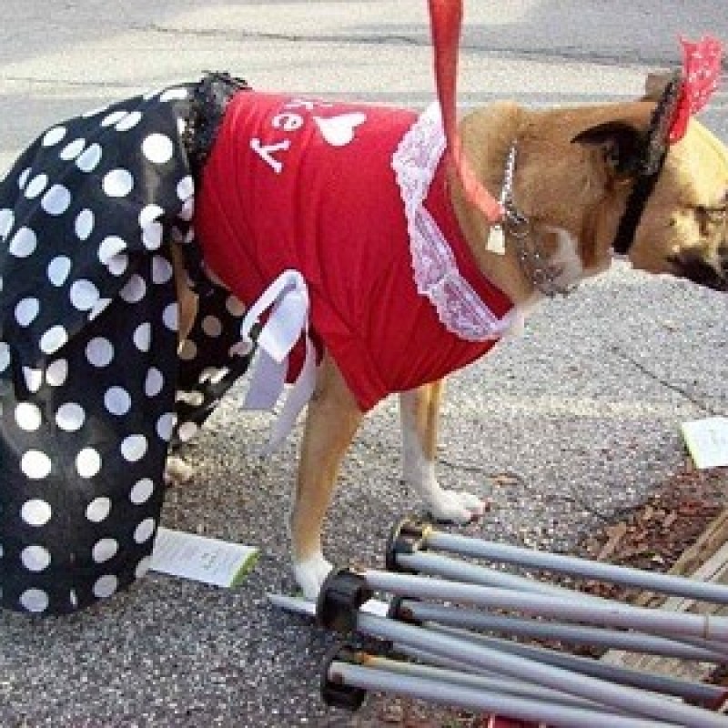 Halloween Pet Costume Minnie Mouse My Frugal Halloween