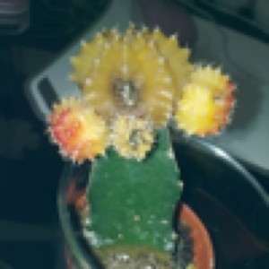 Dying Cactus
