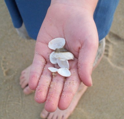 A handful of seashells found on the beach.