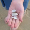 A handful of seashells found on the beach.