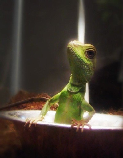 Frankie (Chinese Water Dragon)