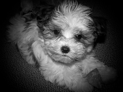 Black and white small dog.