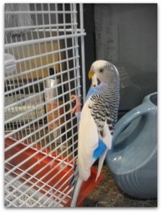 budgie on cage
