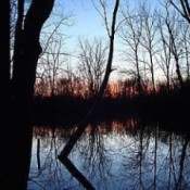 Reflections of trees on lake.