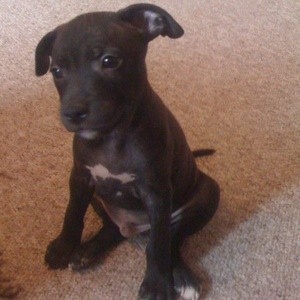 Black puppy with one ear cocked up.