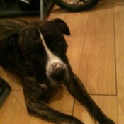 Black dog with white blaze.