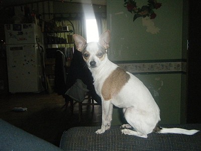 Abby (Chihuahua)