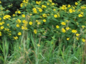 A slightly blurry photo of some yellow flowers on tall greenery.