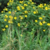 A slightly blurry photo of some yellow flowers on tall greenery.