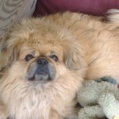 Pugsley (Pekingese)