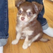 Fuzzy light brown and tan dog.