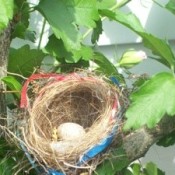 A robin's nest with red and blue ribbon.