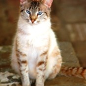 Reddish brown tabby cat with blue eyes.