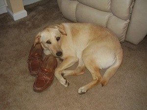 Yellow dog lying by recliner.