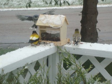 A blue jay and grosbeak at a bird feeder.