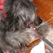 Brown and tan dog licking a peanut butter jar.