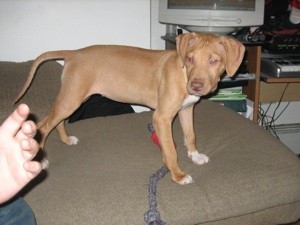 Puppy