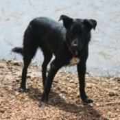 Black dog on beach