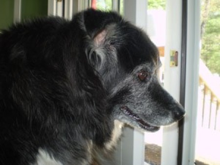 Dog looking out window.