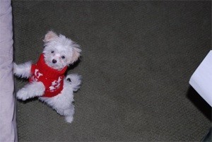 White Bishon mix puppy.