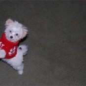 White Bishon mix puppy.