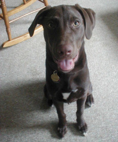 Lab sitting