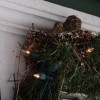 Nest with Christmas lights.