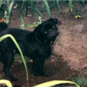 black pug outside
