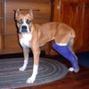 A boxer with a cast on his hind leg.