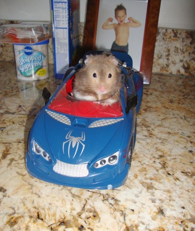 hamster in toy car
